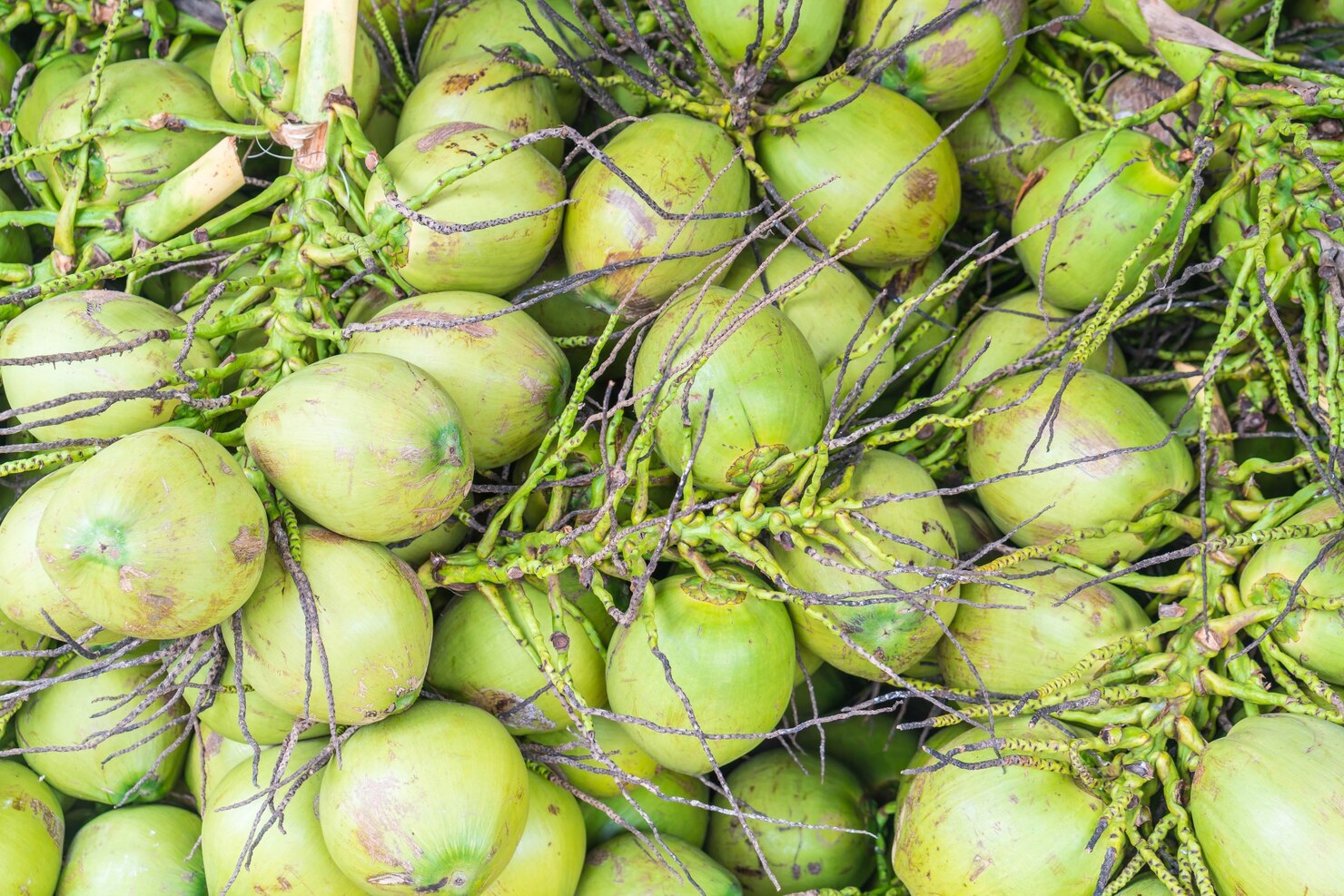 Tender Coconut Supplier in Tamil Nadu